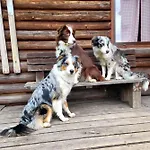 Alpehytte Srub Na Svahu Sjezdovky V Radvanicich