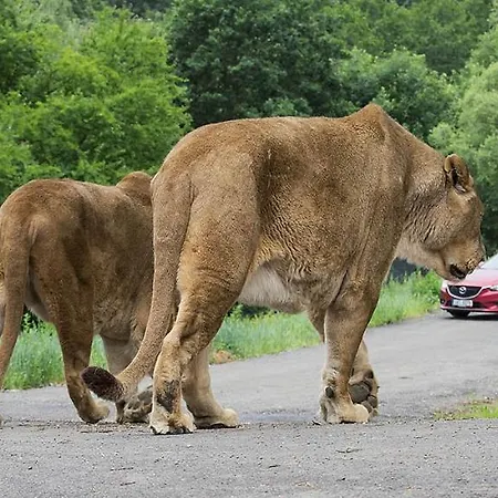Srub Na Svahu Sjezdovky V Radvanicich